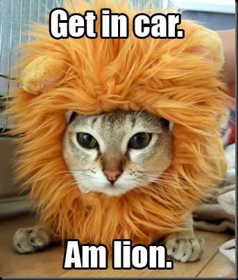 ihasafunny-cat-is-a-lion-funny