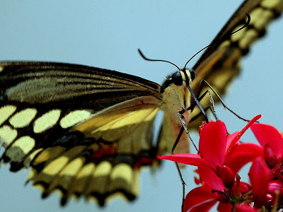 Giant Swallowtail