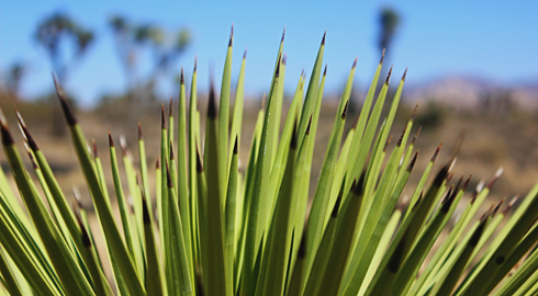 Joshua Tree National Park Desert Photography