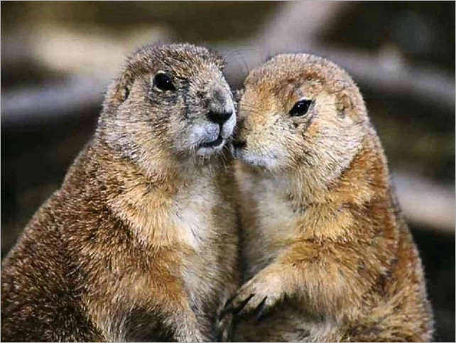 marmot twins Wallpaper__yvt2