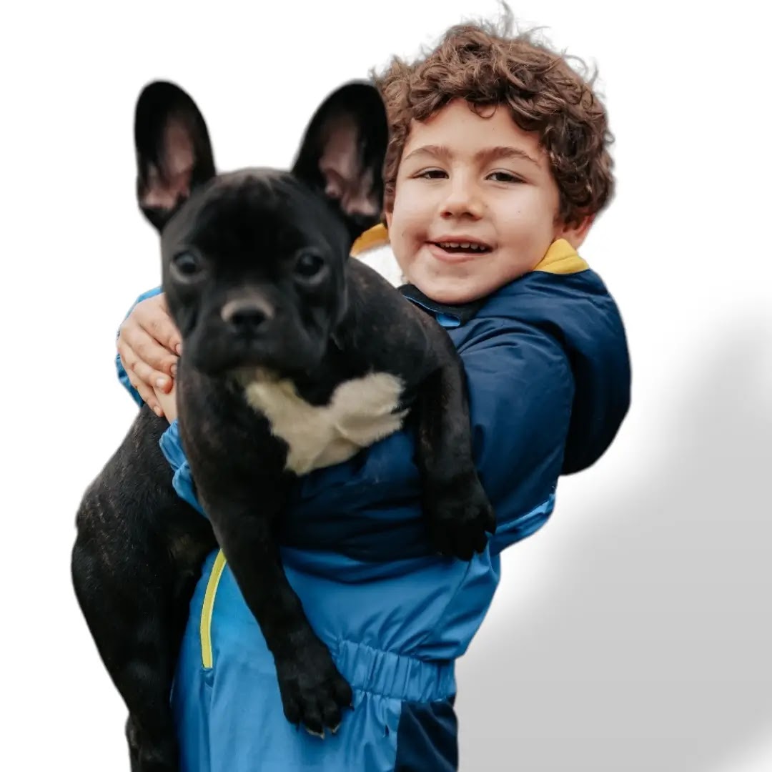 french bulldog Kid Friendly b