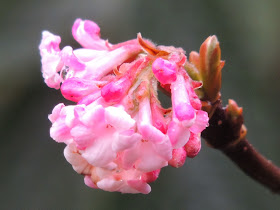 arbuste floraison printemps