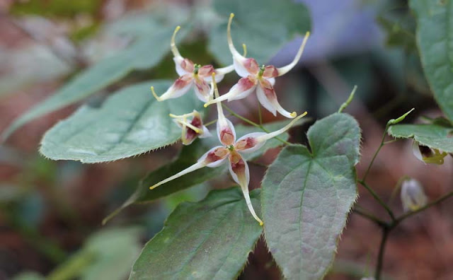 Epimedium Sagittatum Flowers Pictures