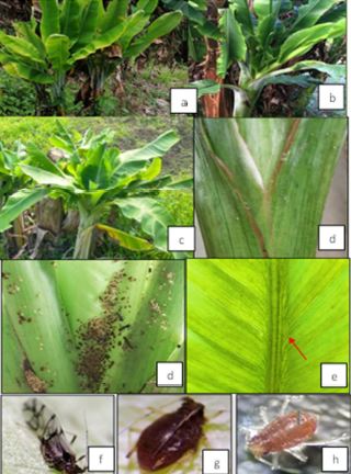 First report of Banana bunchy top disease (BBTD) on Banana (Saba variety) in Cagayan Valley Region, Philippines