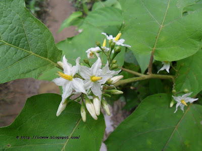 Indian nightshade, Solanum indicum