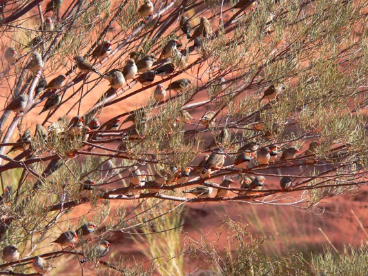 Flock of Australian Zebra Finches in the outback. Photo by Loire Valley Time Travel.