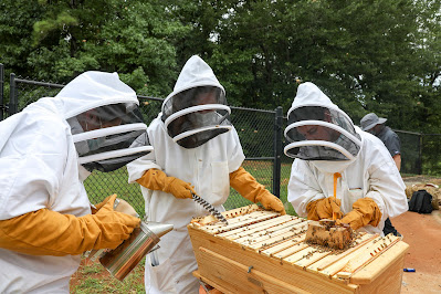 ¿Cuáles son los desafíos y amenazas para las abejas y la apicultura?