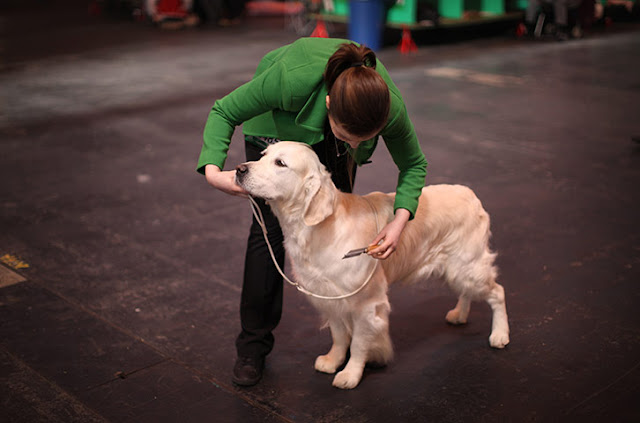 Crufts dog show 8