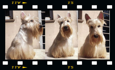 scottish terrier macho padreador