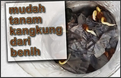 mudah tanam kangkung dari benih