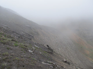 Fallen oaks, Mount St. Helens, near Portland, Oregon