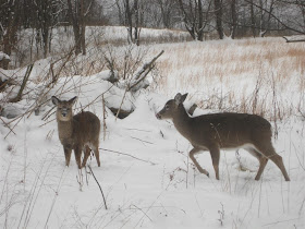 small west virginia deer