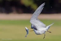 Swift Tern in Flight Woodbridge Island, Cape Town - Canon EOS 7D Mark II