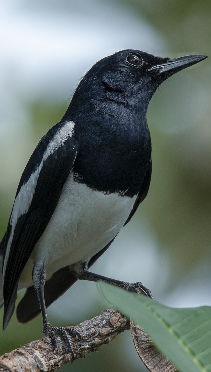 Photo of oriental magpie-robin.