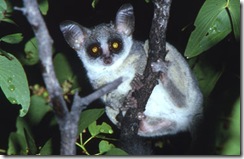 3798_file_bushbaby_balfour[1]-730248