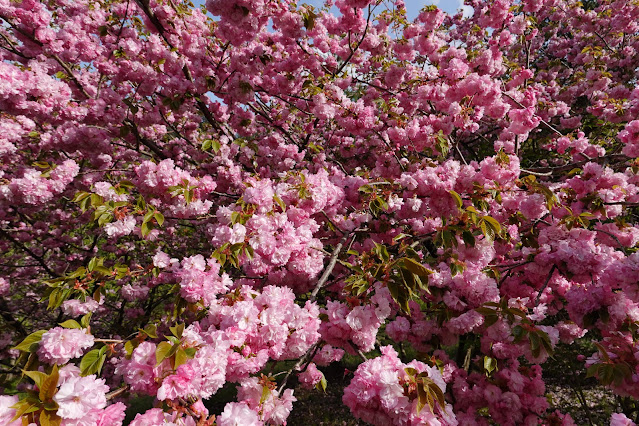 鳥取県西伯郡伯耆町小林 マウンテンストリームきしもと ヤエザクラ（八重桜）