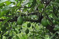 Сорта авокадо в Мексики