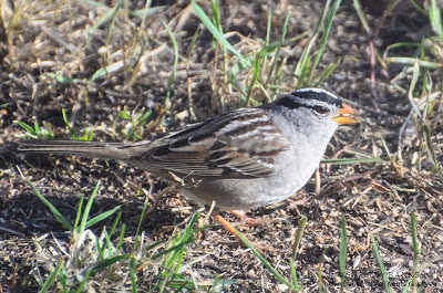 White-crowned Sparrow, Regina, SK. Photo  © Shelley Banks, all rights reserved.  