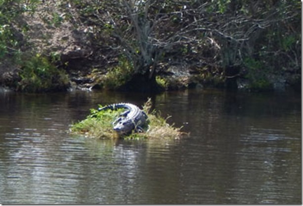 gator