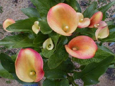 Calla Neroli picture