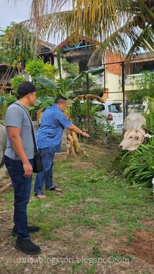 Buat Korban Seekor Lembu