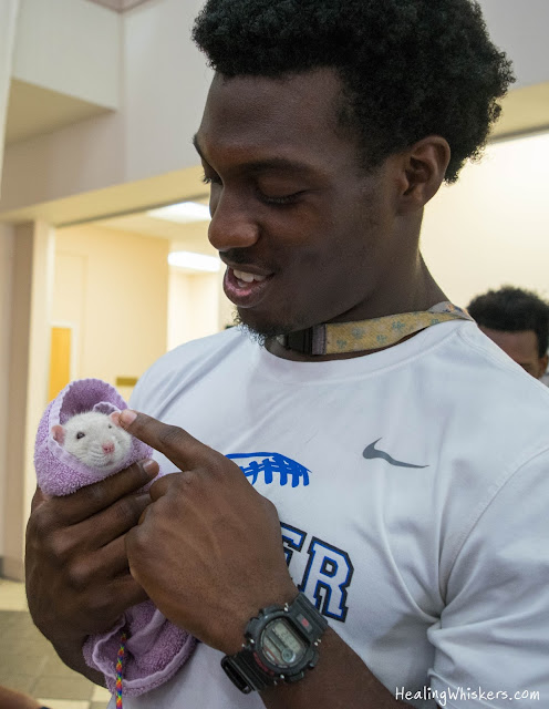 Oliver the Therapy Rat at Shorter University