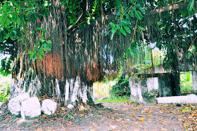 Alrededores de Tlapacoyan, Veracruz