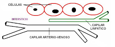 Relación entre capilares linfáticos, sanguíneos y espacio intersticial