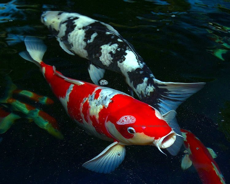 Japanese Colorful Koi Fish