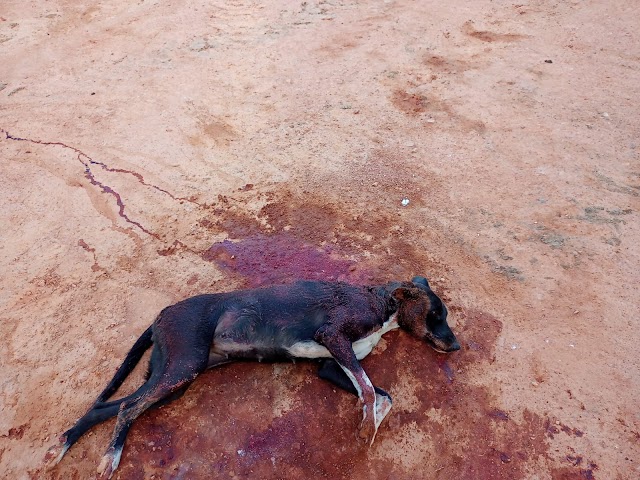 Crueldade: Cachorra é alvejada com tiros de calibre 12 em Arara