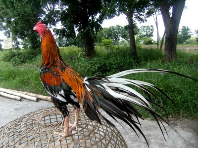  Gambar Ayam Bangkok  Bagus dan Istimewa Ayam  Juara
