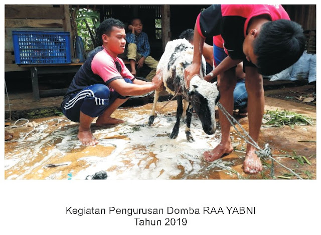 Kegiatan Mengurus Domba RAA YABNI - 2019