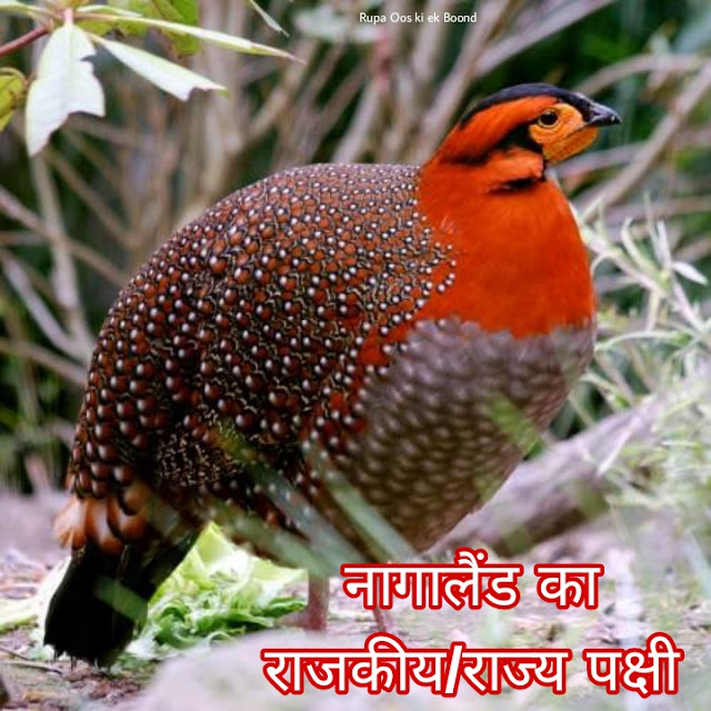 नागालैंड का राजकीय/राज्य पक्षी || STATE BIRD OF NAGALAND || ब्लिथ का ट्रैगोपेन (Tragopan blythii /Blyth’s Tragopan )
