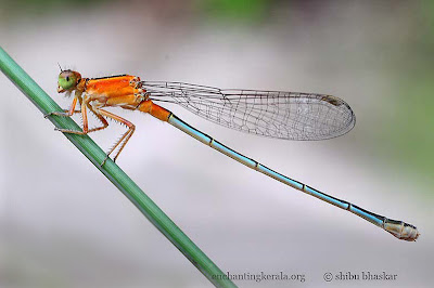 Damselfy shot using our closeup filter