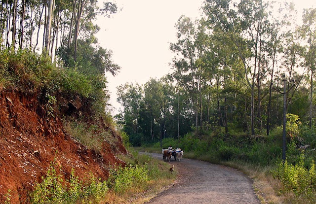 quiet country hill-side with bullock cart