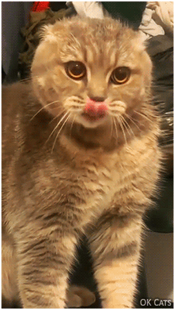 Hilarious 'NO... NO... NO cat' says... 'NO... NO... NO!'