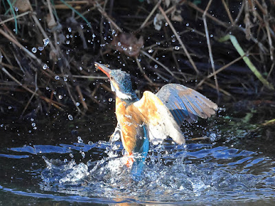 カワセミの水面飛出し2-2/2黒目川Canon EOS R7にて撮影