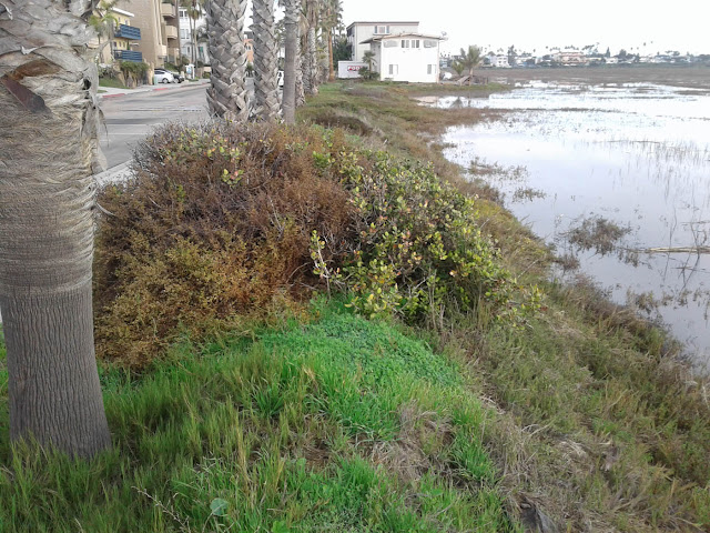 King Tide flooding in Tijuana River Estuary