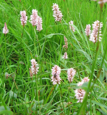 A damp patch had Common