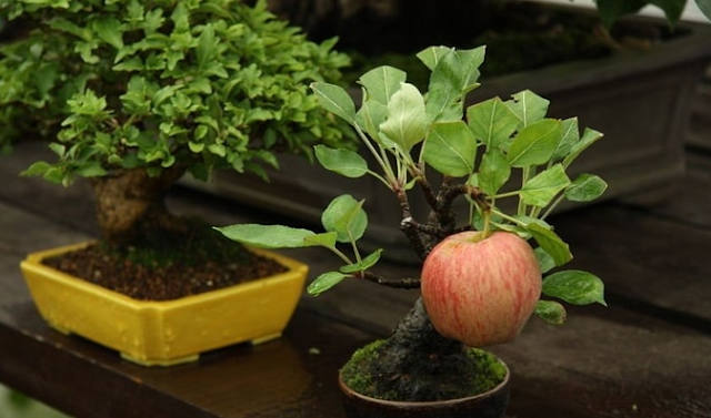 How To Care For Ornamental Plants And Fruit Trees Of Tropical Dwarf
