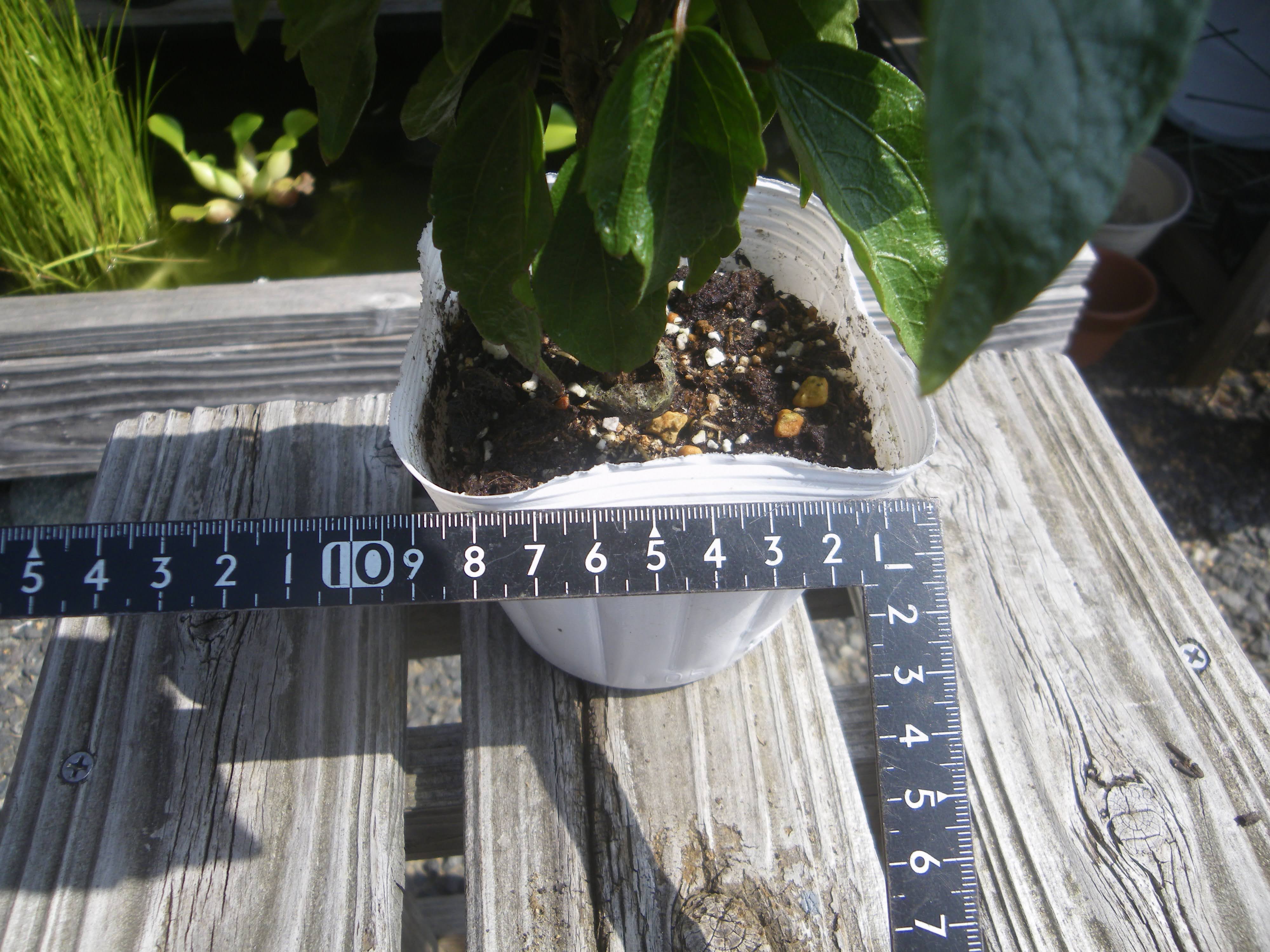 ハイビスカスの育て方 小さな鉢植えで美しい花を楽しむ 苗木の植え付け 栽培の記録 メダカの大工