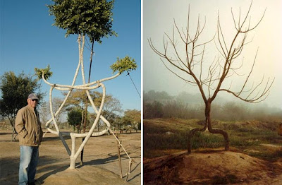 Amazing! Plants & Trees and how we use it naturally Seen On coolpicturesgallery.blogspot.com