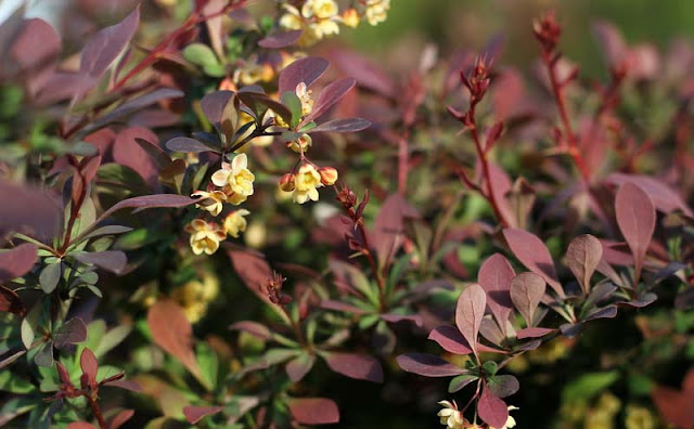 Berberis Thunbergii Flowers Pictures