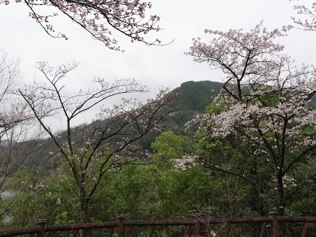 緑水湖　ソメイヨシノ桜