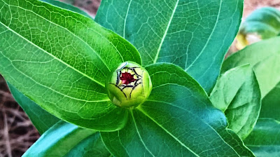 bocciolo Zinnia