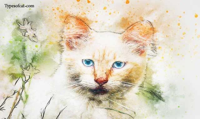 Cat Breeds- An Insight