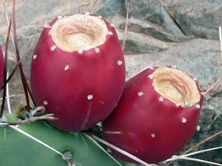 Nopal cactus is sweet like ripe papaya.