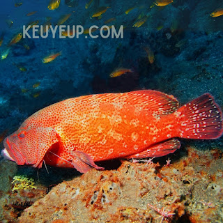 Ikan grouper merah (Epinephelus morio)