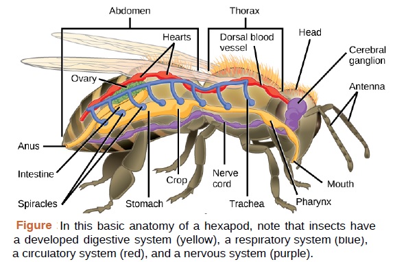 BIOLOGI GONZAGA KLASIFIKASI INVERTEBRATA