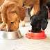 The Truth Of Dogs Food 